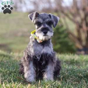 Anne, Miniature Schnauzer Puppy